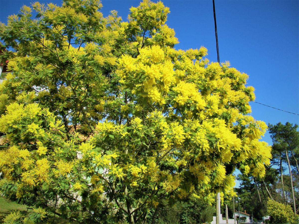 Mer A 200M,,Ds Les Mimosas En Fleur ! Ронс-ле-Бен Екстер'єр фото